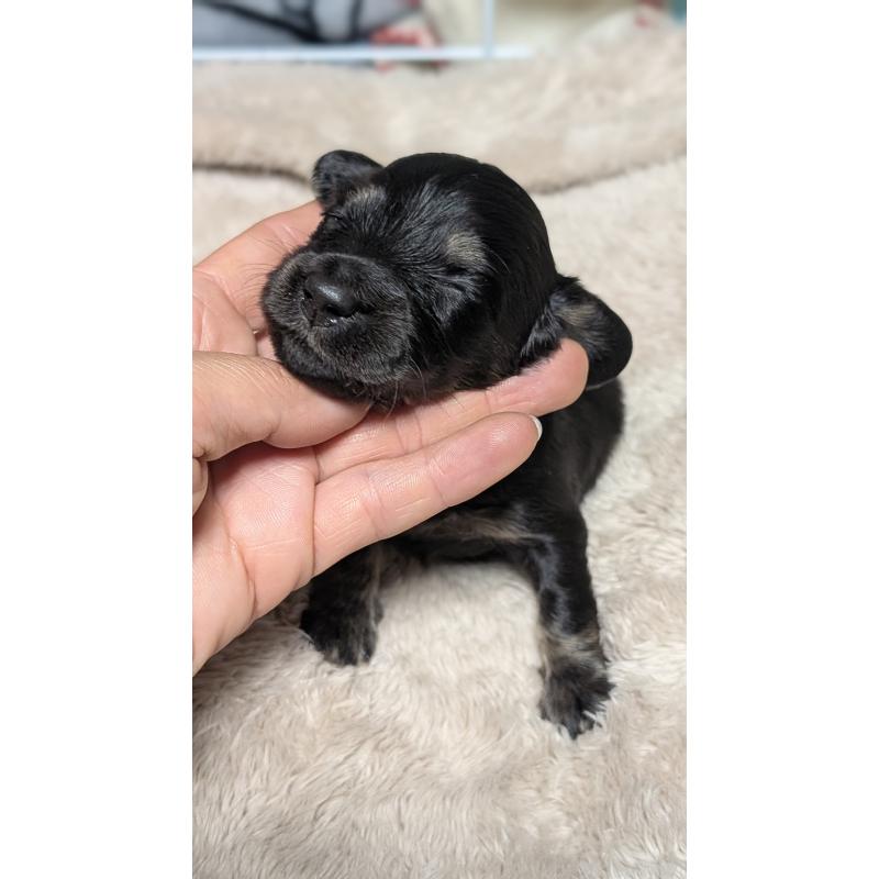 販売中の愛知県のミニチュアダックスフンド(ロングヘアード)-432935の6枚目