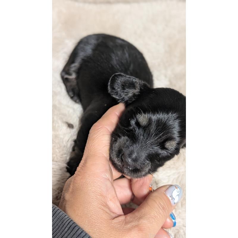 販売中の愛知県のミニチュアダックスフンド(ロングヘアード)-432935の5枚目