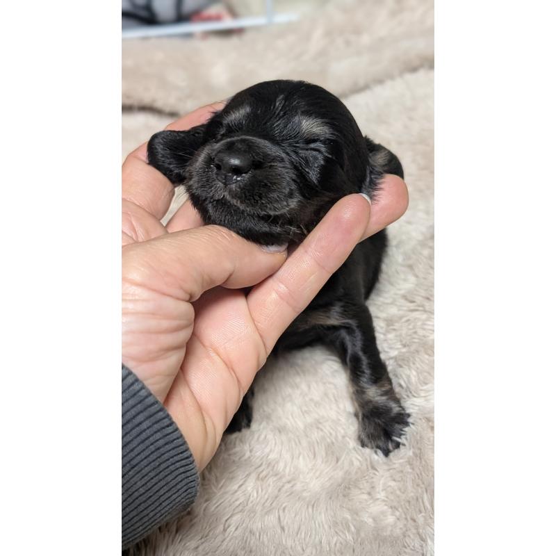 販売中の愛知県のミニチュアダックスフンド(ロングヘアード)-432935の4枚目