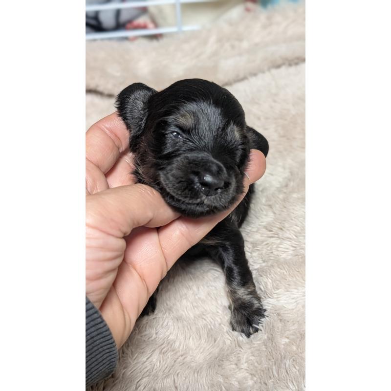 販売中の愛知県のミニチュアダックスフンド(ロングヘアード)-432935の3枚目