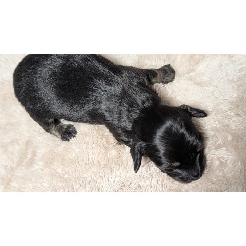 販売中の愛知県のミニチュアダックスフンド(ロングヘアード)-432935の2枚目