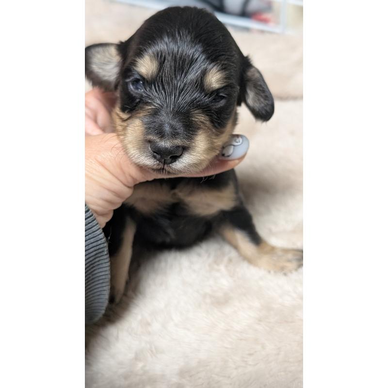 販売中の愛知県のミニチュアダックスフンド(ロングヘアード)-432937の12枚目