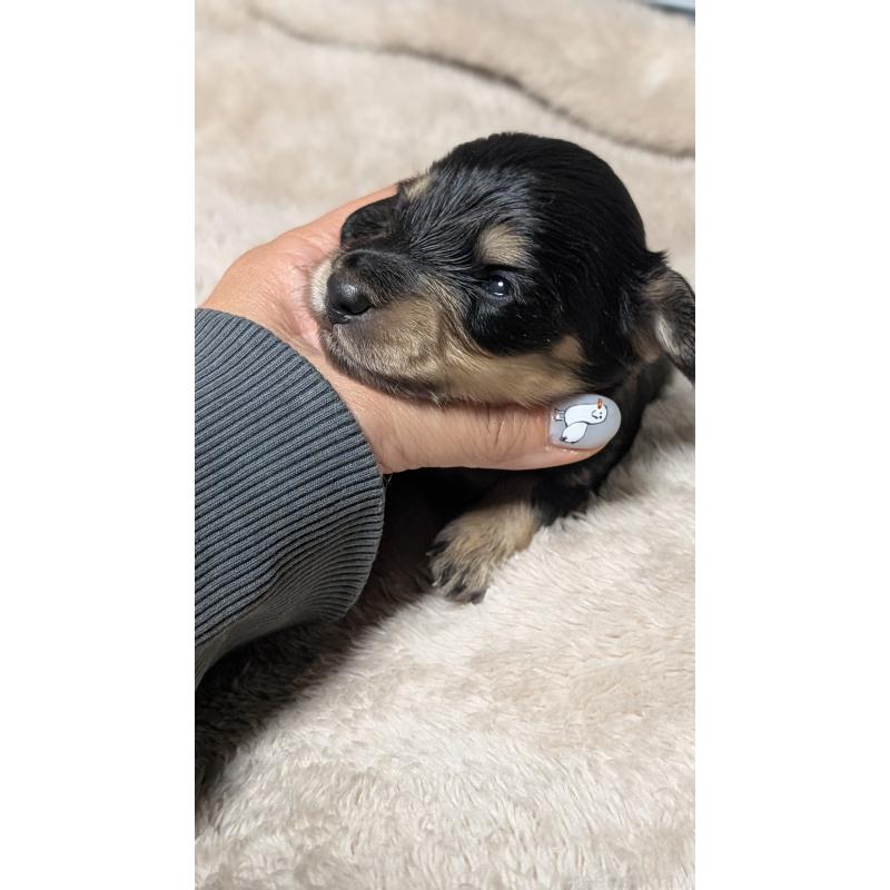 販売中の愛知県のミニチュアダックスフンド(ロングヘアード)-432937の11枚目