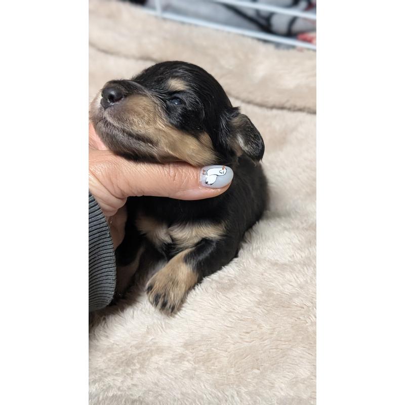 販売中の愛知県のミニチュアダックスフンド(ロングヘアード)-432937の10枚目