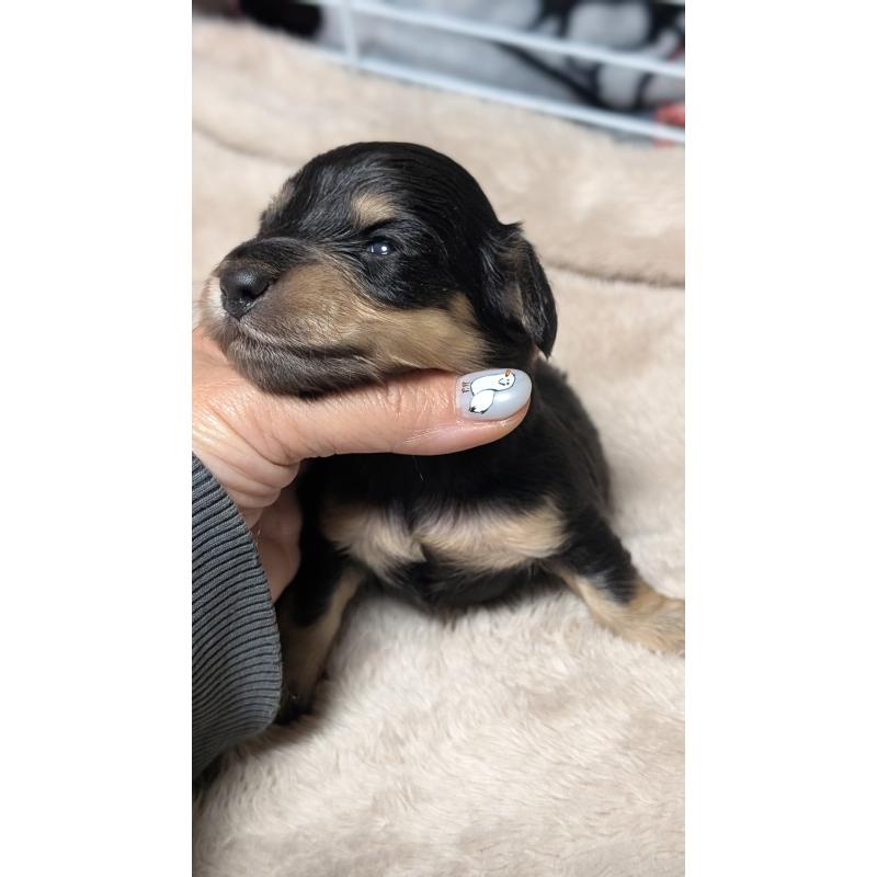 販売中の愛知県のミニチュアダックスフンド(ロングヘアード)-432937の9枚目