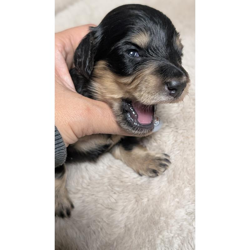 販売中の愛知県のミニチュアダックスフンド(ロングヘアード)-432937の7枚目