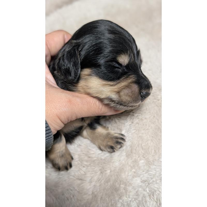 販売中の愛知県のミニチュアダックスフンド(ロングヘアード)-432937の6枚目