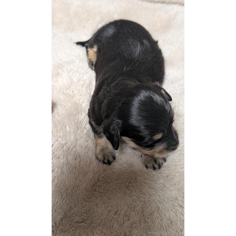 販売中の愛知県のミニチュアダックスフンド(ロングヘアード)-432937の5枚目