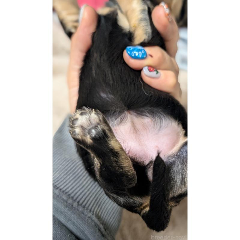 販売中の愛知県のミニチュアダックスフンド(ロングヘアード)-432937の4枚目