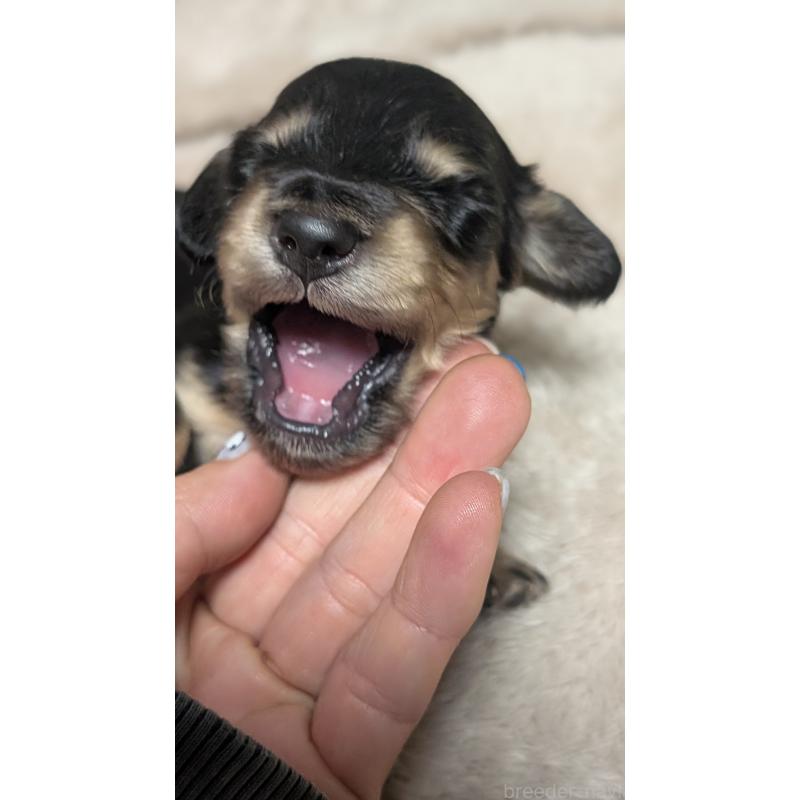 販売中の愛知県のミニチュアダックスフンド(ロングヘアード)-432937の3枚目