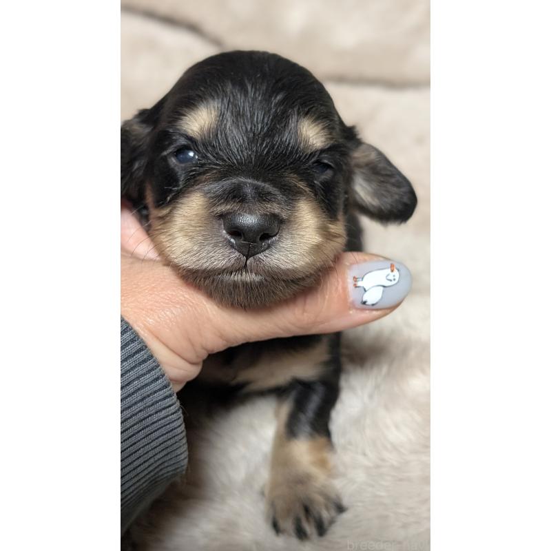 販売中の愛知県のミニチュアダックスフンド(ロングヘアード)-432937の2枚目