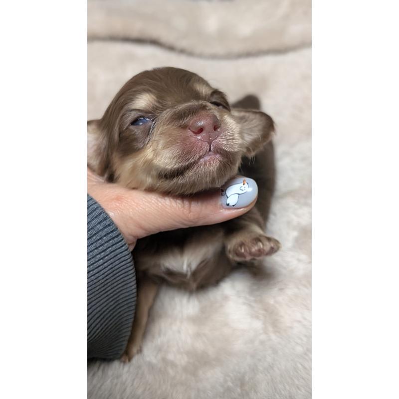 販売中の愛知県のミニチュアダックスフンド(ロングヘアード)-432938の11枚目