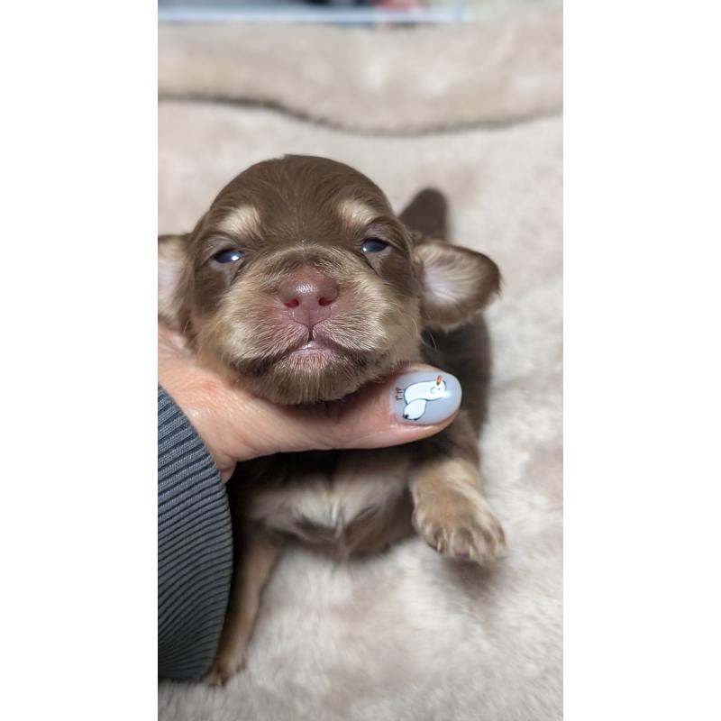 販売中の愛知県のミニチュアダックスフンド(ロングヘアード)-432938の10枚目