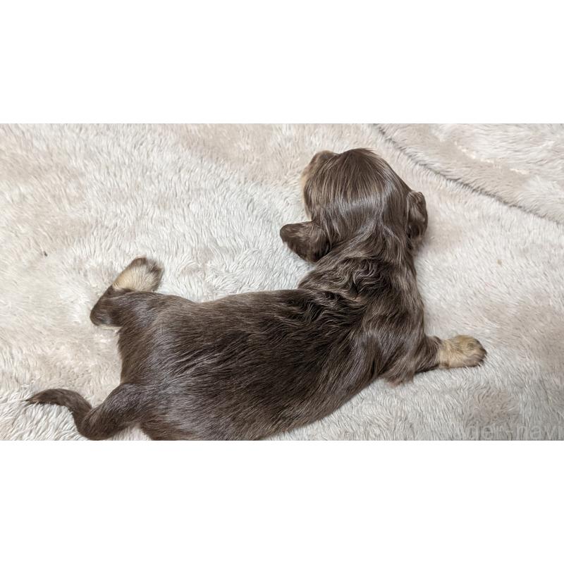 販売中の愛知県のミニチュアダックスフンド(ロングヘアード)-432938の9枚目