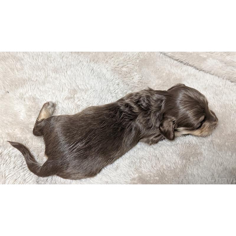 販売中の愛知県のミニチュアダックスフンド(ロングヘアード)-432938の8枚目