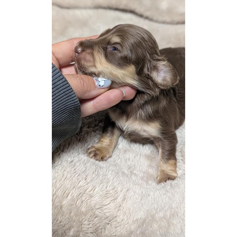 販売中の愛知県のミニチュアダックスフンド(ロングヘアード)-432938の7枚目