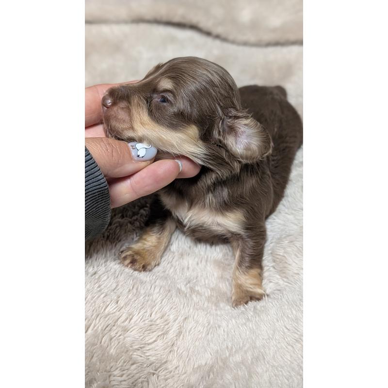 販売中の愛知県のミニチュアダックスフンド(ロングヘアード)-432938の6枚目