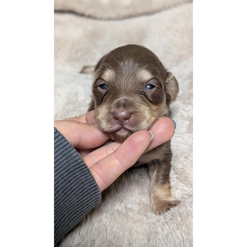 販売中の愛知県のミニチュアダックスフンド(ロングヘアード)-432938の5枚目