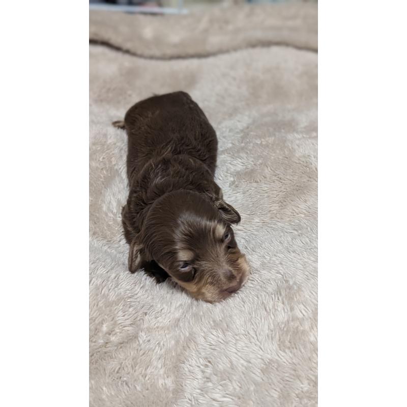 販売中の愛知県のミニチュアダックスフンド(ロングヘアード)-432938の4枚目