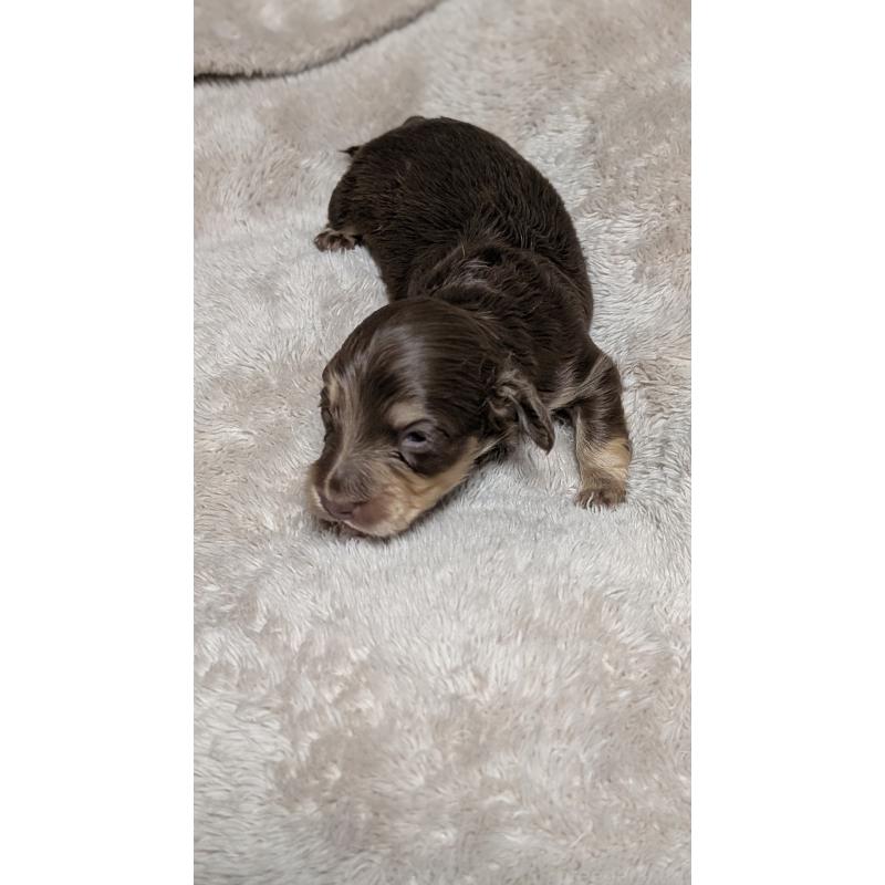 販売中の愛知県のミニチュアダックスフンド(ロングヘアード)-432938の3枚目