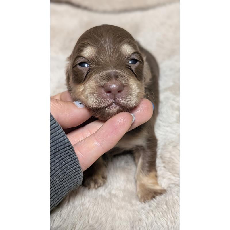 販売中の愛知県のミニチュアダックスフンド(ロングヘアード)-432938の2枚目