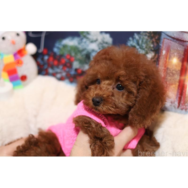 販売中の大阪府のタイニープードル-432939の3枚目