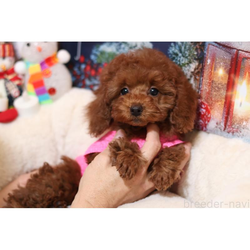 販売中の大阪府のタイニープードル-432939の2枚目
