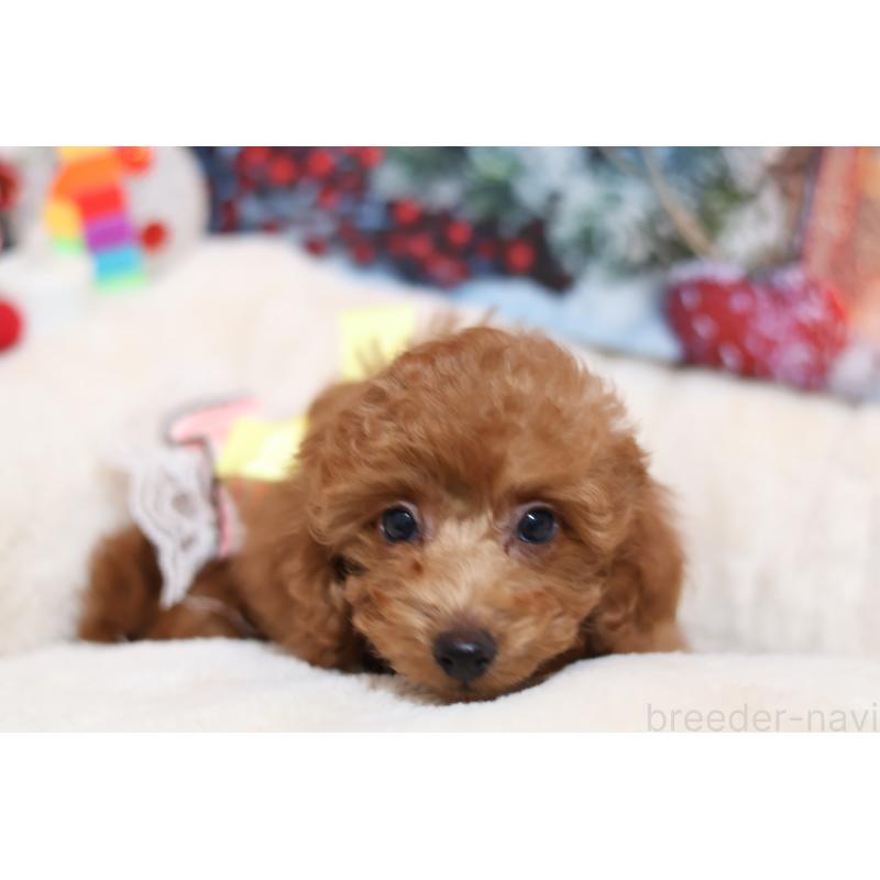販売中の大阪府のタイニープードル-432940の4枚目