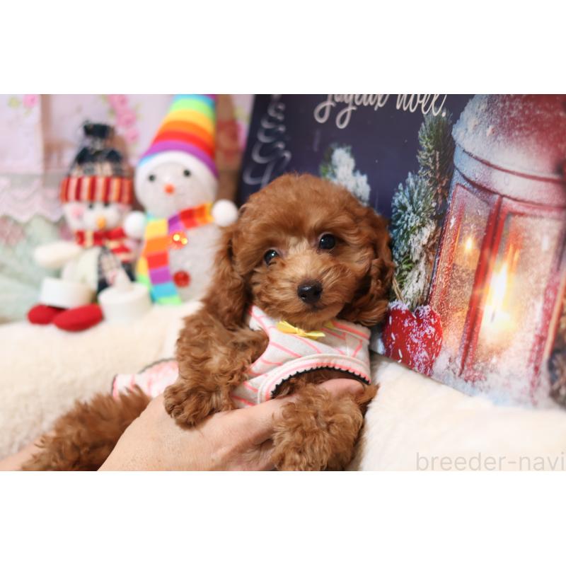 販売中の大阪府のタイニープードル-432940の3枚目