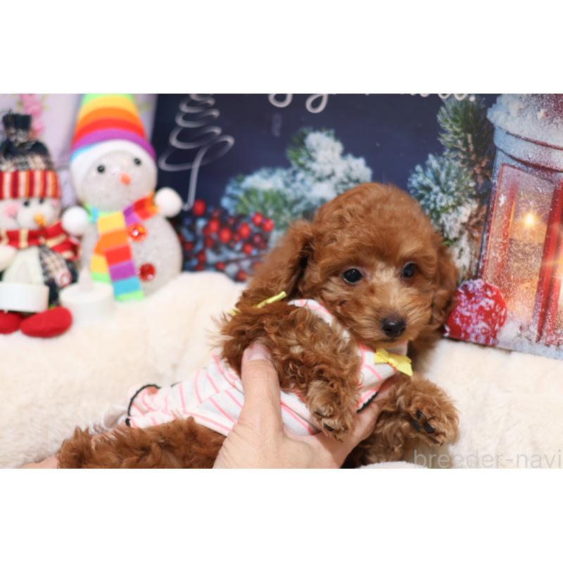 販売中の大阪府のタイニープードル-432940の2枚目