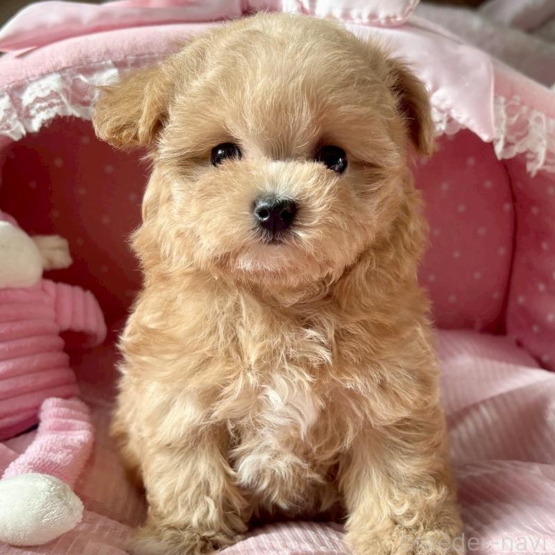 販売中の大阪府のマルプー:マルチーズ×トイプードル-432953の3枚目