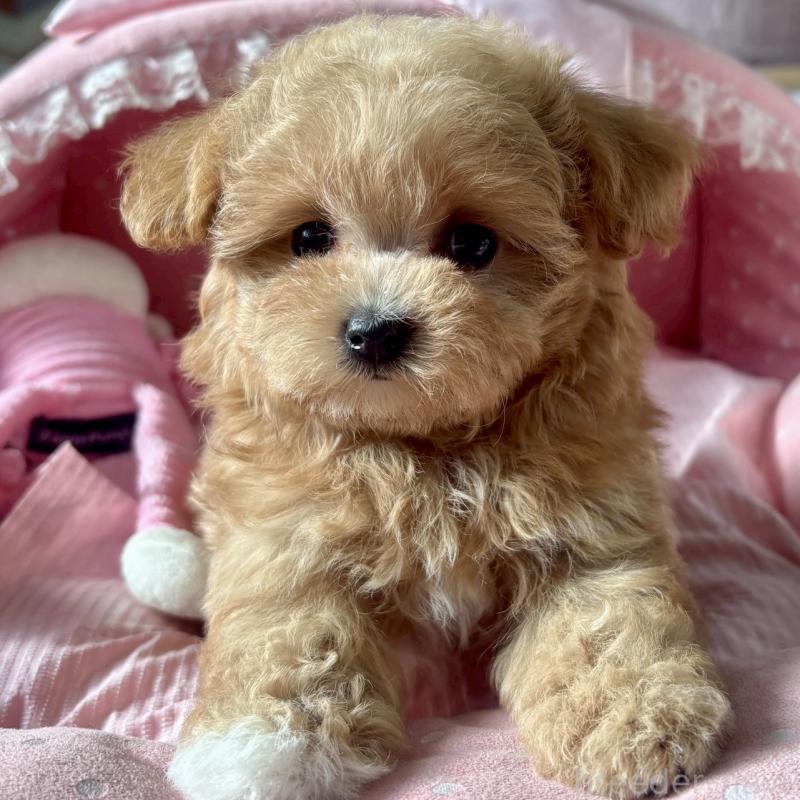 販売中の大阪府のマルプー:マルチーズ×トイプードル-432953の2枚目