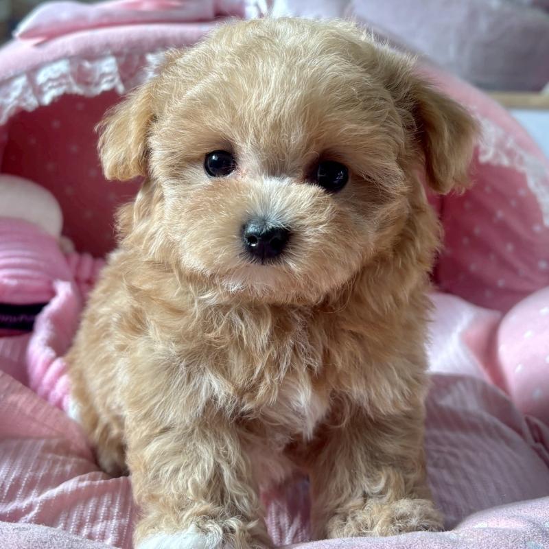 販売中の大阪府のマルプー:マルチーズ×トイプードル-432953の1枚目