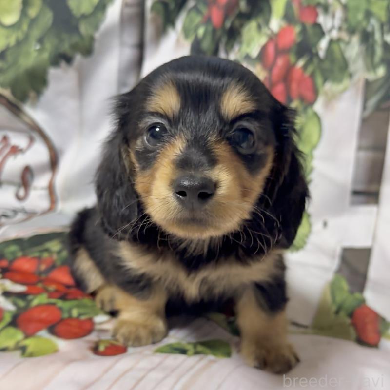 販売中の神奈川県のミニチュアダックスフンド(ロングヘアード)-432954の1枚目