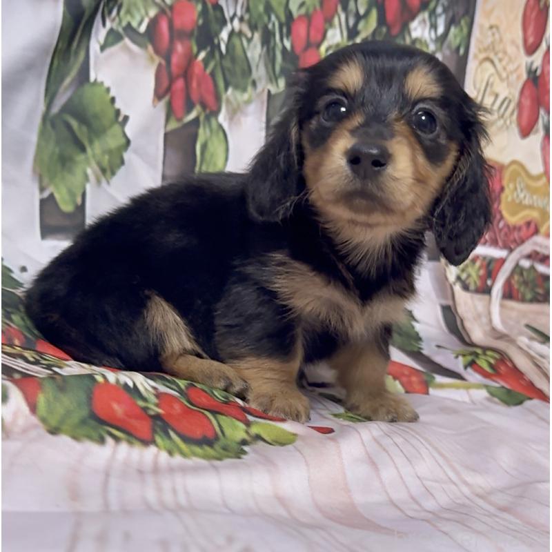 販売中の神奈川県のミニチュアダックスフンド(ロングヘアード)-432954の6枚目