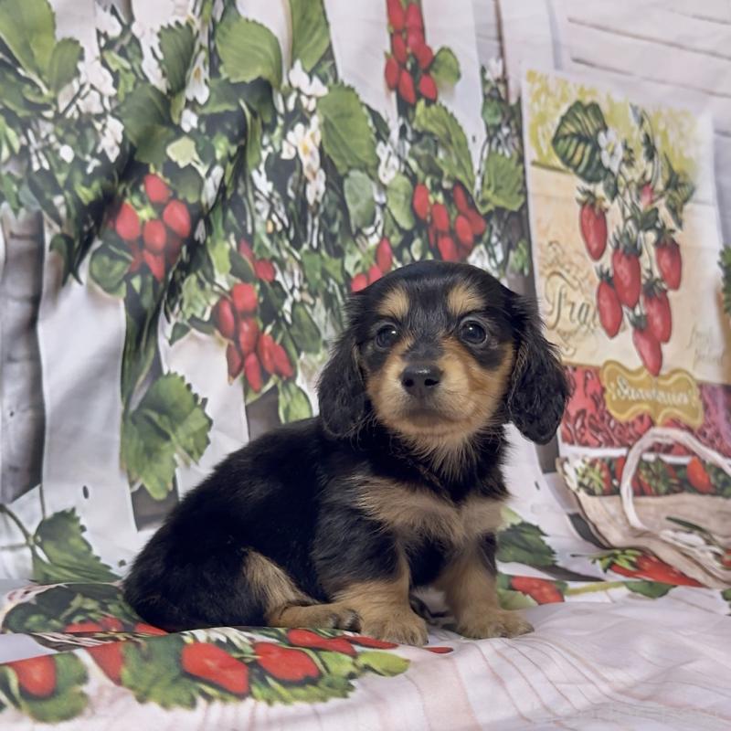 販売中の神奈川県のミニチュアダックスフンド(ロングヘアード)-432954の5枚目