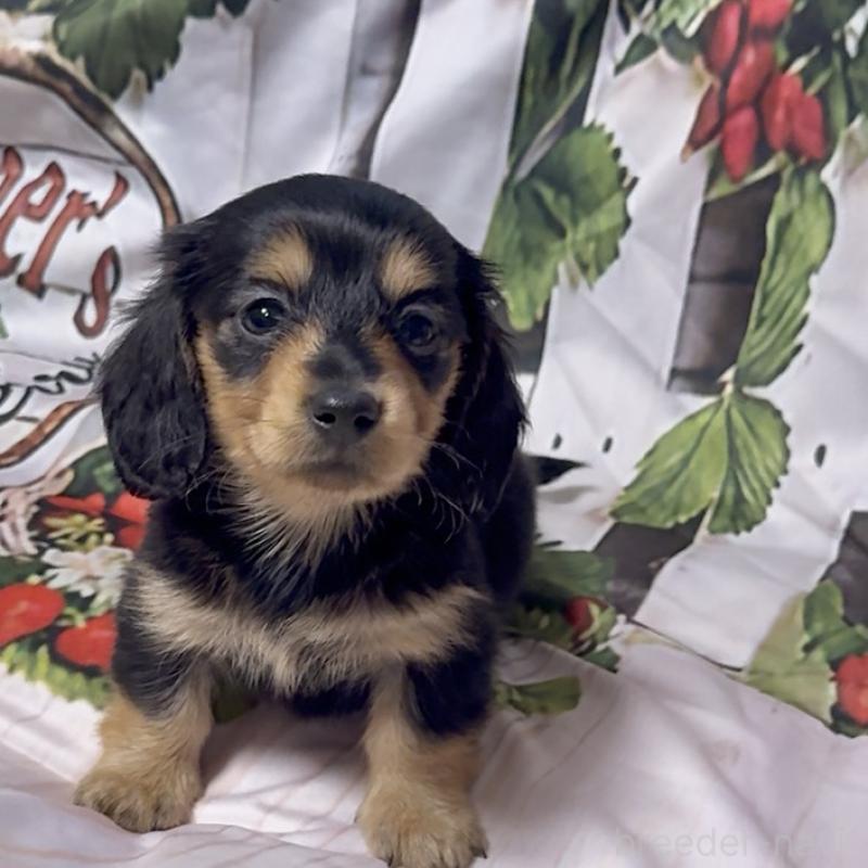 販売中の神奈川県のミニチュアダックスフンド(ロングヘアード)-432954の4枚目