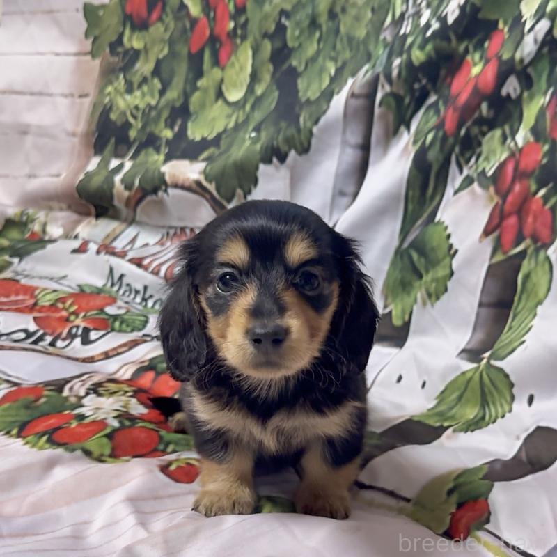 販売中の神奈川県のミニチュアダックスフンド(ロングヘアード)-432954の3枚目