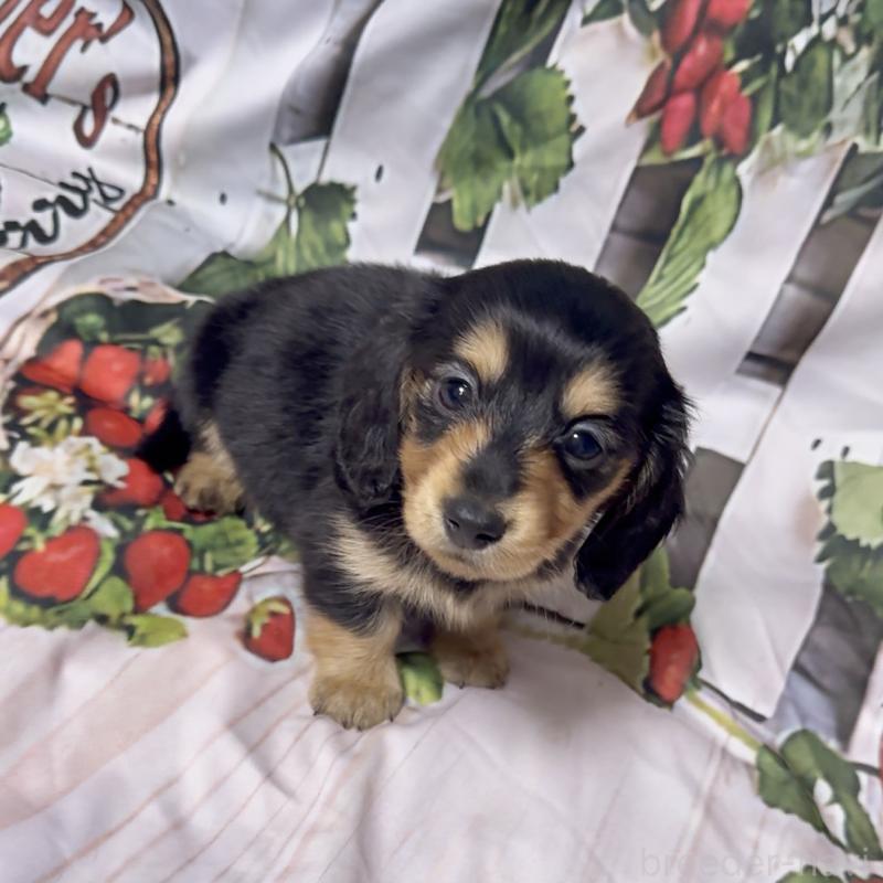 販売中の神奈川県のミニチュアダックスフンド(ロングヘアード)-432954の2枚目