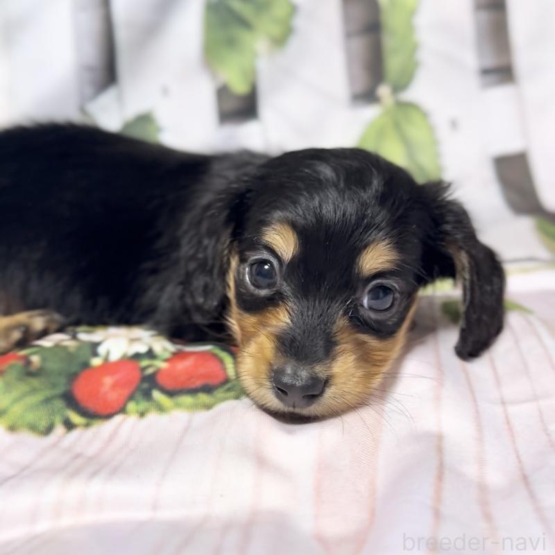 販売中の神奈川県のミニチュアダックスフンド(ロングヘアード)-432955の7枚目