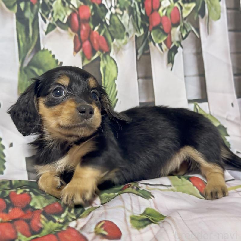販売中の神奈川県のミニチュアダックスフンド(ロングヘアード)-432955の1枚目
