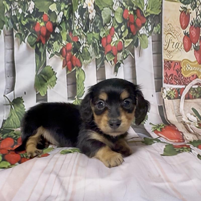 販売中の神奈川県のミニチュアダックスフンド(ロングヘアード)-432955の6枚目