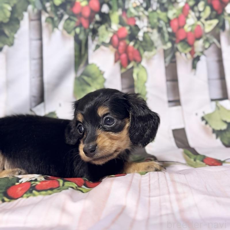 販売中の神奈川県のミニチュアダックスフンド(ロングヘアード)-432955の5枚目