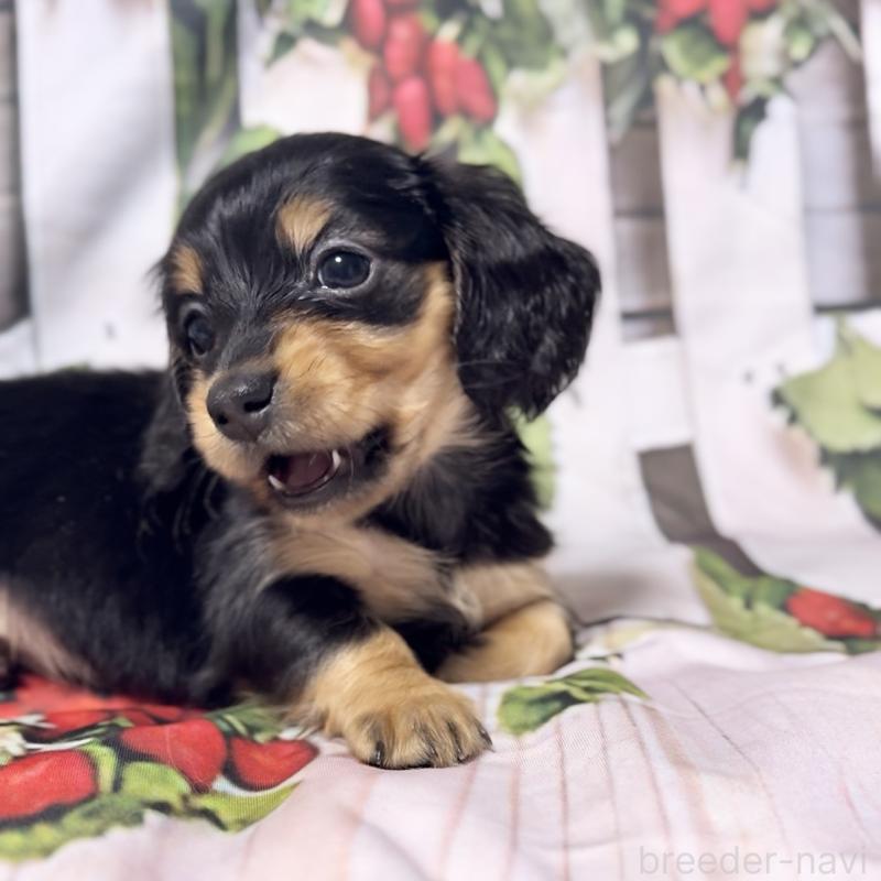 販売中の神奈川県のミニチュアダックスフンド(ロングヘアード)-432955の3枚目