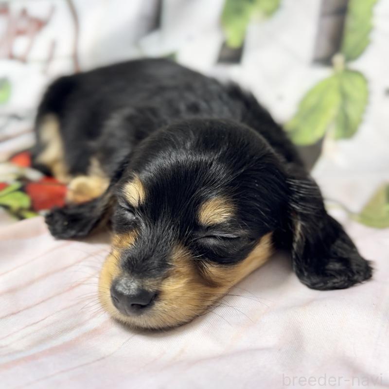 販売中の神奈川県のミニチュアダックスフンド(ロングヘアード)-432955の4枚目