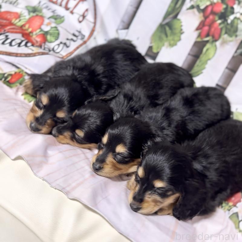 販売中の神奈川県のミニチュアダックスフンド(ロングヘアード)-432955の2枚目