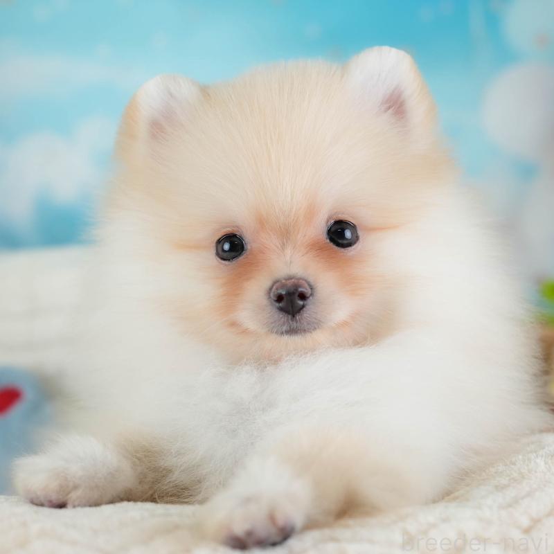 販売中の埼玉県のポメラニアン-433331の1枚目