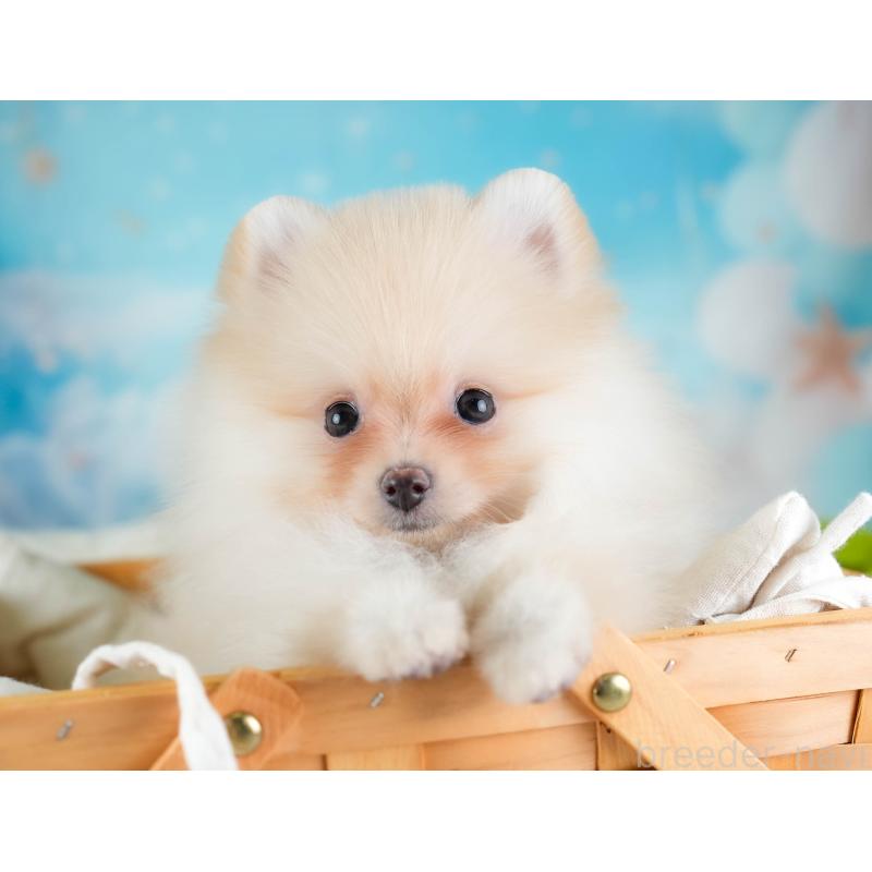 販売中の埼玉県のポメラニアン-433331の11枚目