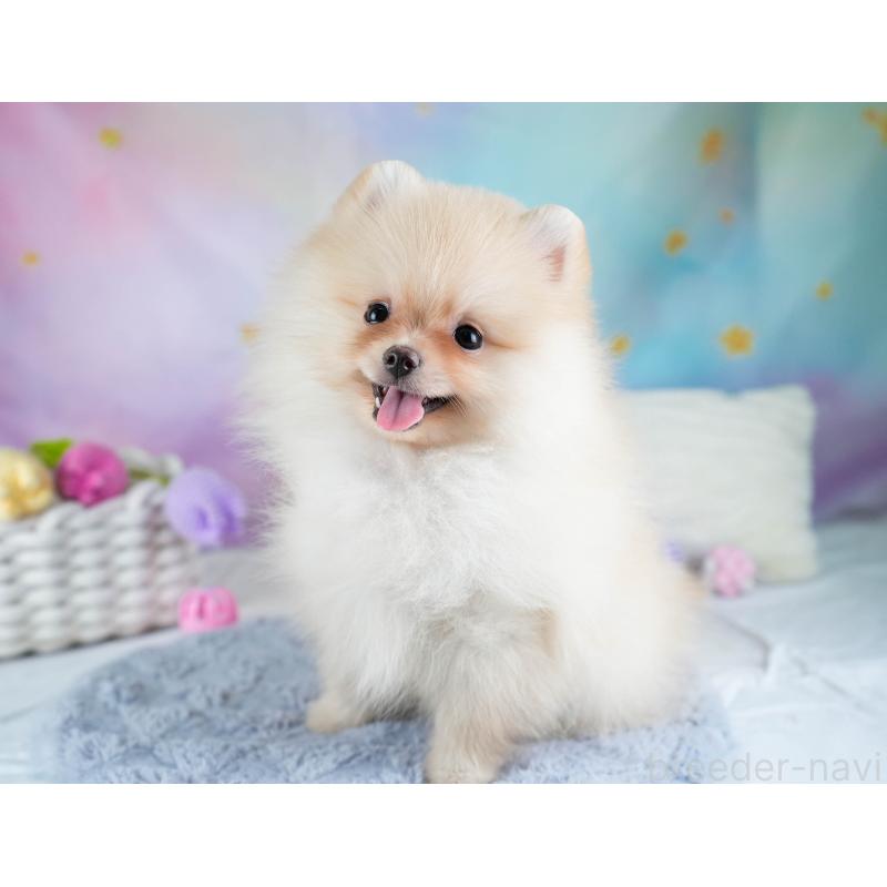 販売中の埼玉県のポメラニアン-433331の10枚目