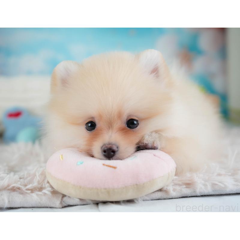 販売中の埼玉県のポメラニアン-433331の9枚目